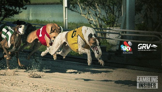 Sky Racing extends partnership with Greyhound Racing Victoria